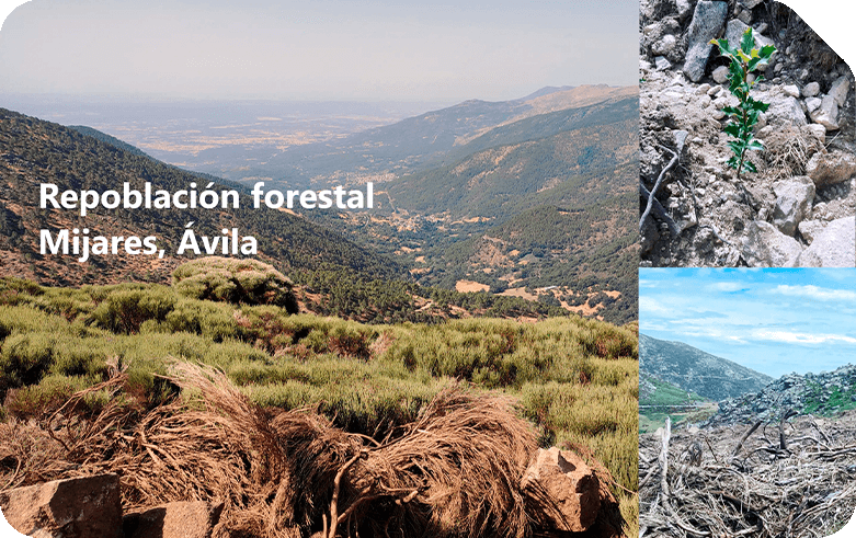 Repoblación forestal Mijares, Ávila zonas incendiadas